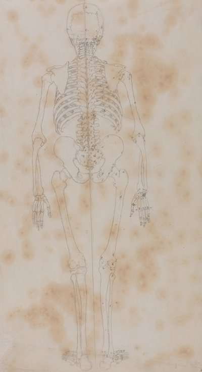 Esposizione anatomica comparativa della struttura del corpo umano con quella di una tigre e di un co... da George Stubbs